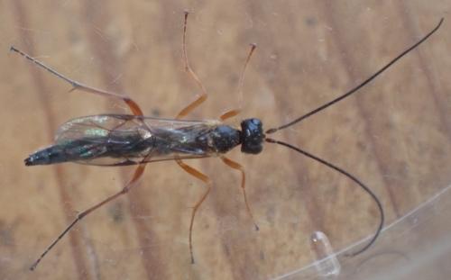 Réf. 333 780 : Rhimphoctona teredo